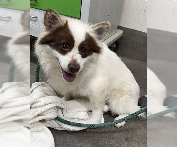 Medium Photo #1 Corgiranian Puppy For Sale in Forestville, MD, USA