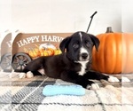 Harvest - Male Border Collie Puppy for Sale - Photo #2