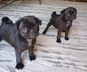 Pug Puppy for sale in SAINT PAUL, MN, USA