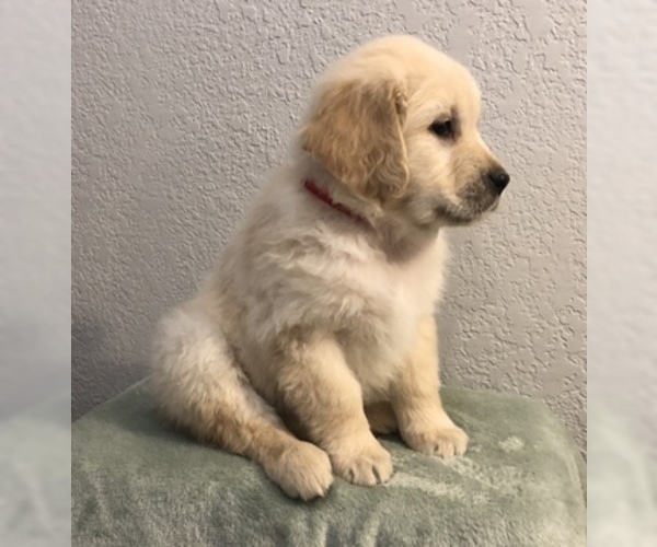 Medium Photo #30 Golden Retriever Puppy For Sale in PRYOR, OK, USA