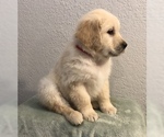 Small Photo #30 Golden Retriever Puppy For Sale in PRYOR, OK, USA