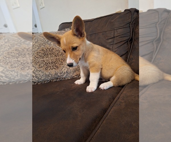 Medium Photo #11 Pembroke Welsh Corgi Puppy For Sale in SHILOH, OH, USA