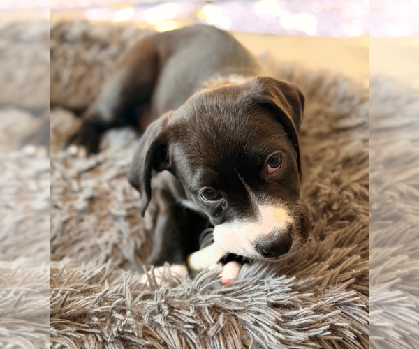 Medium Photo #3 Mutt Puppy For Sale in Holly Springs, NC, USA