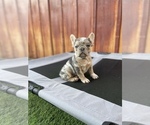 Small Photo #5 French Bulldog Puppy For Sale in OCEANSIDE, CA, USA