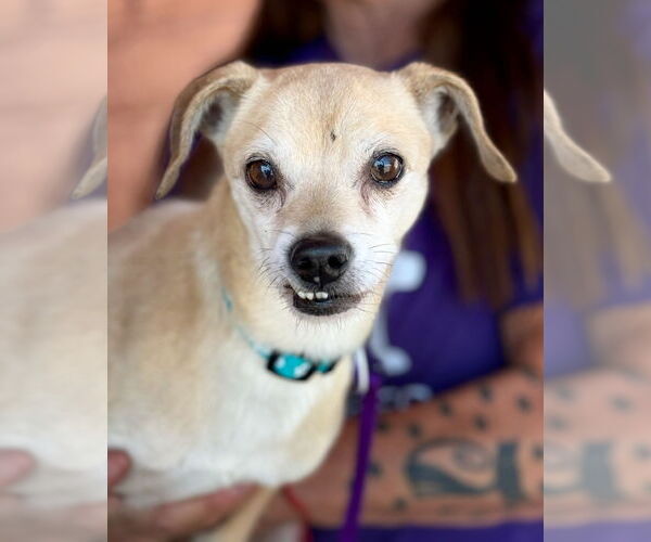 Medium Photo #1 Chihuahua Puppy For Sale in Pittsburg, CA, USA