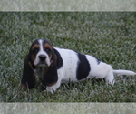Small Photo #70 Basset Hound Puppy For Sale in MEMPHIS, MO, USA