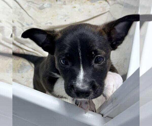Medium Photo #3 Mutt Puppy For Sale in GILBERTS, IL, USA