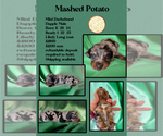 Puppy Mashed Potato Dachshund