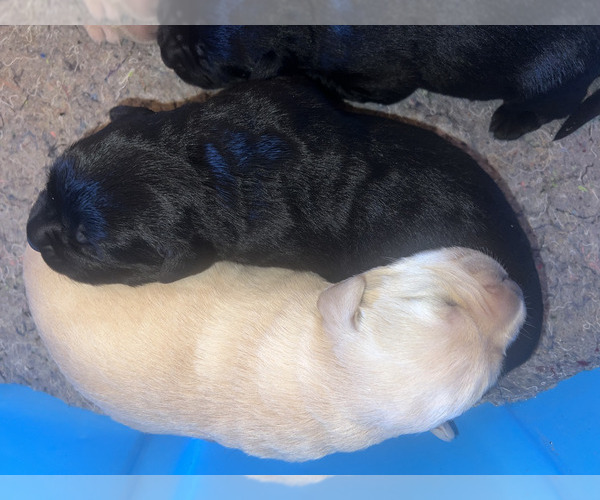 Medium Photo #4 Labrador Retriever Puppy For Sale in BRISTOL, VA, USA