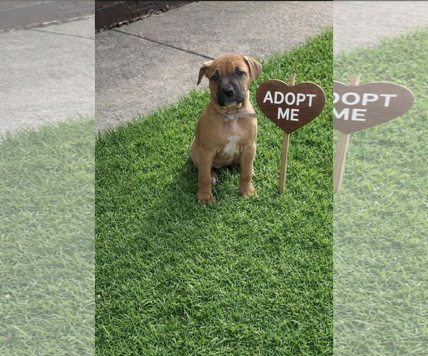 Medium Photo #5 Mutt Puppy For Sale in Euless, TX, USA