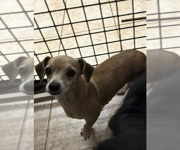 Medium Photo #1 Dachshund-Unknown Mix Puppy For Sale in Osgood, IN, USA