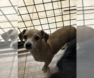 Dachshund-Unknown Mix Dogs for adoption in Osgood, IN, USA