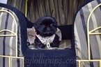 Small Photo #15 Shih Tzu Puppy For Sale in HAYWARD, CA, USA