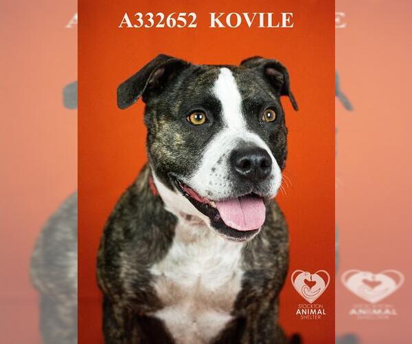 Medium Photo #3 Staffordshire Bull Terrier Puppy For Sale in Stockton, CA, USA