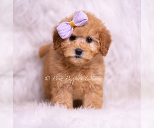 Medium Goldendoodle (Miniature)