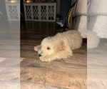 Small Photo #6 Poodle (Standard) Puppy For Sale in WHITESBURG, KY, USA