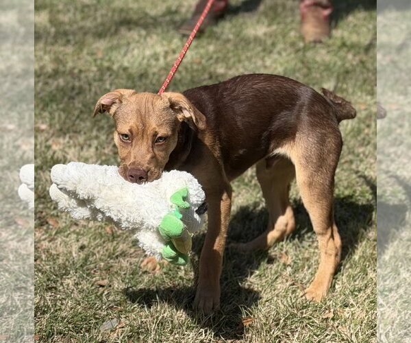 Medium Photo #2 Labrador Retriever-Unknown Mix Puppy For Sale in Yardley, PA, USA