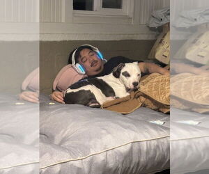 Petey - Male American Staffordshire Terrier-Unknown Mix Dog for Adoption - Photo #3