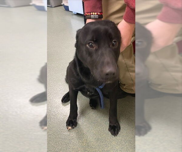 Medium Photo #1 Labrador Retriever-Unknown Mix Puppy For Sale in Lee's Summit, MO, USA