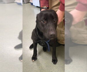 Labrador Retriever-Unknown Mix Dogs for adoption in Lee's Summit, MO, USA