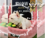 Small Photo #12 French Bulldog Puppy For Sale in ATHENS, GA, USA