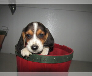 Beagle Puppy for sale in FORT WAYNE, IN, USA