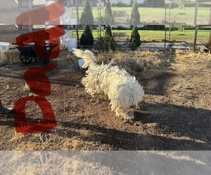 Father of the Komondor puppies born on 07/23/2026