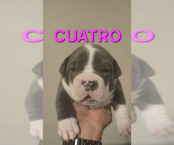 Medium Photo #19 American Bully Puppy For Sale in KISSIMMEE, FL, USA