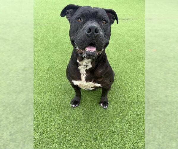 Medium Photo #1 Mastiff Puppy For Sale in Camarillo, CA, USA