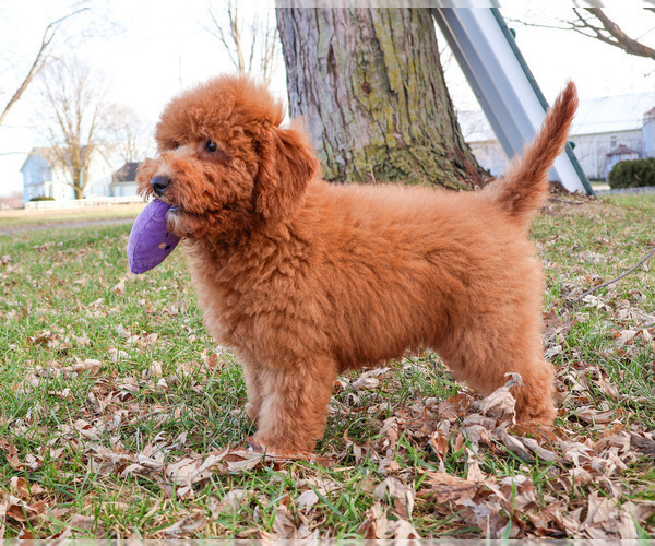 Medium Photo #19 Goldendoodle Puppy For Sale in SYRACUSE, IN, USA