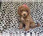 Small #1 Cavapoo