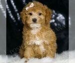 Small Photo #5 Poodle (Toy) Puppy For Sale in WARSAW, IN, USA