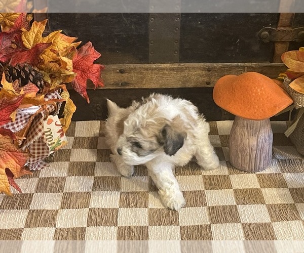 Medium Photo #4 Cavachon Puppy For Sale in FULTON, KS, USA