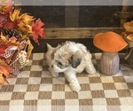 Jill - Female Cavachon Puppy for Sale - Photo #4