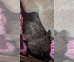 Small Photo #1 Labrador Retriever-Unknown Mix Puppy For Sale in Houston, TX, USA