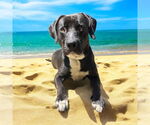 Small #8 Labrador Retriever Mix