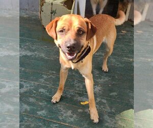 Chihuahua-Labrador Retriever Mix Dogs for adoption in garner, NC, USA