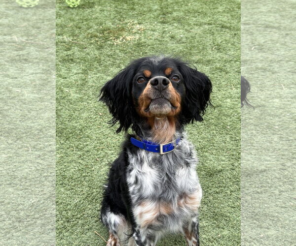 Medium Photo #3 - Mix Puppy For Sale in Curwensville, PA, USA