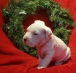 Small Photo #244 Dogo Argentino Puppy For Sale in PINEVILLE, MO, USA