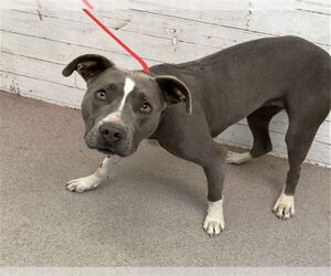 American Pit Bull Terrier Dogs for adoption in San Bernardino, CA, USA