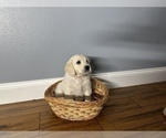 Small Photo #5 Golden Retriever Puppy For Sale in SIOUX FALLS, SD, USA