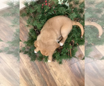 Small Photo #2 Golden Retriever-Goldendoodle Mix Puppy For Sale in HILLSBORO, WI, USA