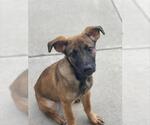 Small #1 German Shepherd Dog Mix