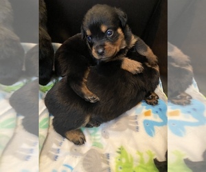 Rottweiler Puppy for sale in FREEPORT, NY, USA