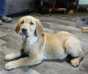 Golden Retriever Dog for Adoption in JOICE, Iowa USA