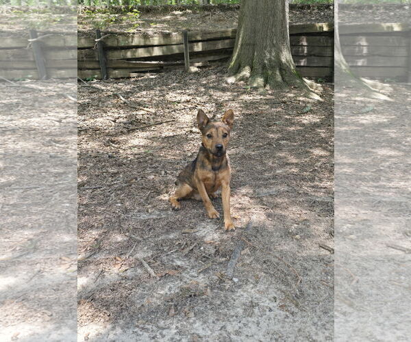 Medium Photo #5 Mutt Puppy For Sale in Social Circle, GA, USA
