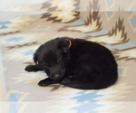 Puppy Orange Collar German Shepherd Dog