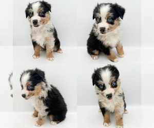 Miniature Australian Shepherd Puppy for sale in BROOKER, FL, USA