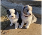 Small Photo #11 Australian Shepherd Puppy For Sale in LUBBOCK, TX, USA