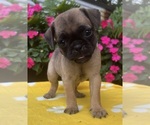 Small #10 Puggle